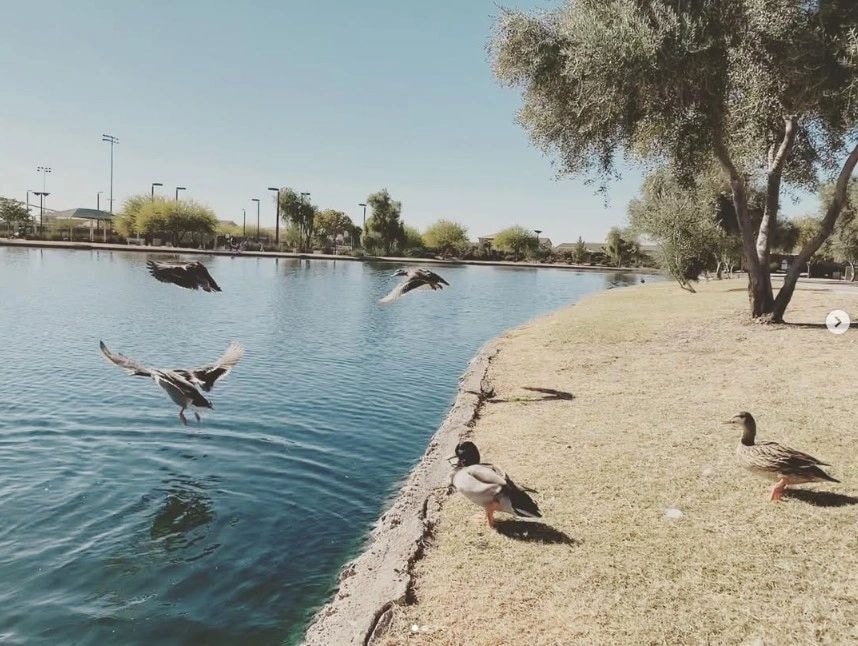 Birds at Park Nov 2018